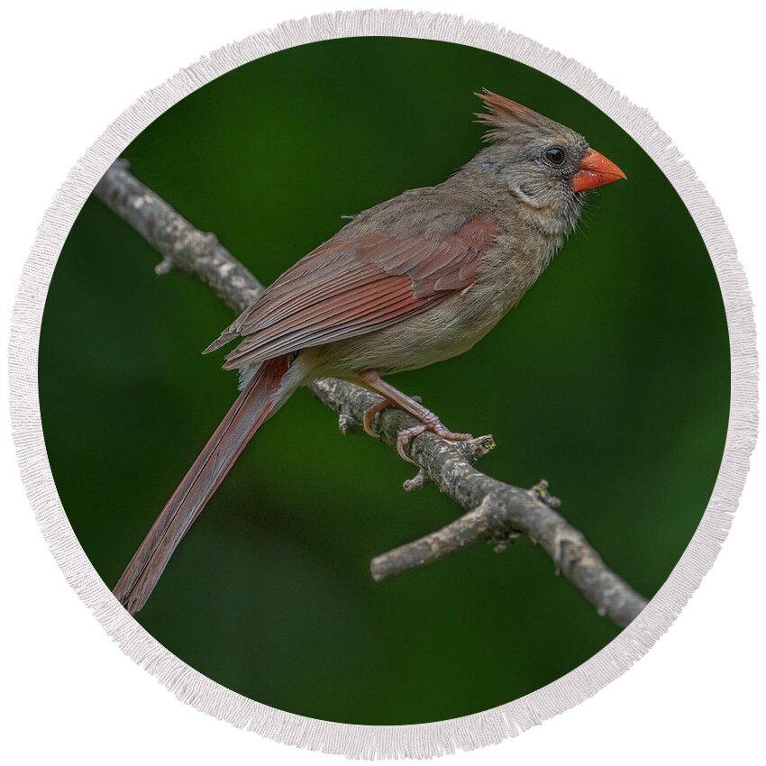 Female Cardinal Round Beach Towel featuring the photograph Female Northern Cardinal in the Wild by Sandra Rust