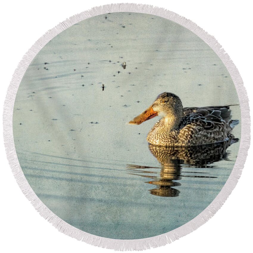 Northern Shoveler Round Beach Towel featuring the photograph Female Northern Shoveler Duck Facing the Light by Belinda Greb