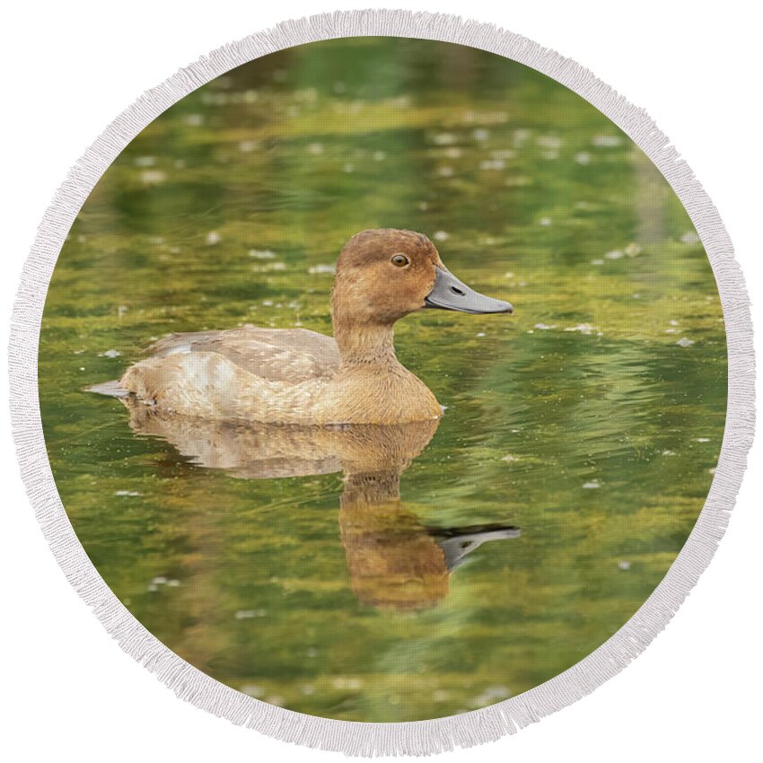 Female Redhead Round Beach Towel featuring the photograph Female Redheaded Duck 2016 by Thomas Young
