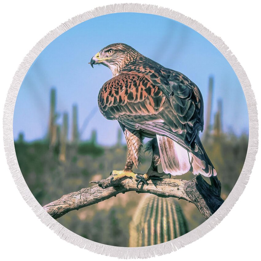 Black Cactus Round Beach Towel featuring the photograph Ferruginous Hawk by Steve Kelley