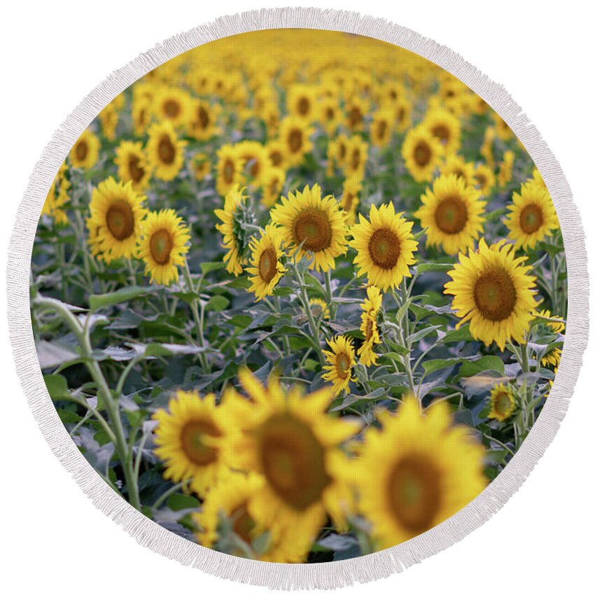 Sunflowers Round Beach Towel featuring the photograph Field of Gold by Arthur Oleary