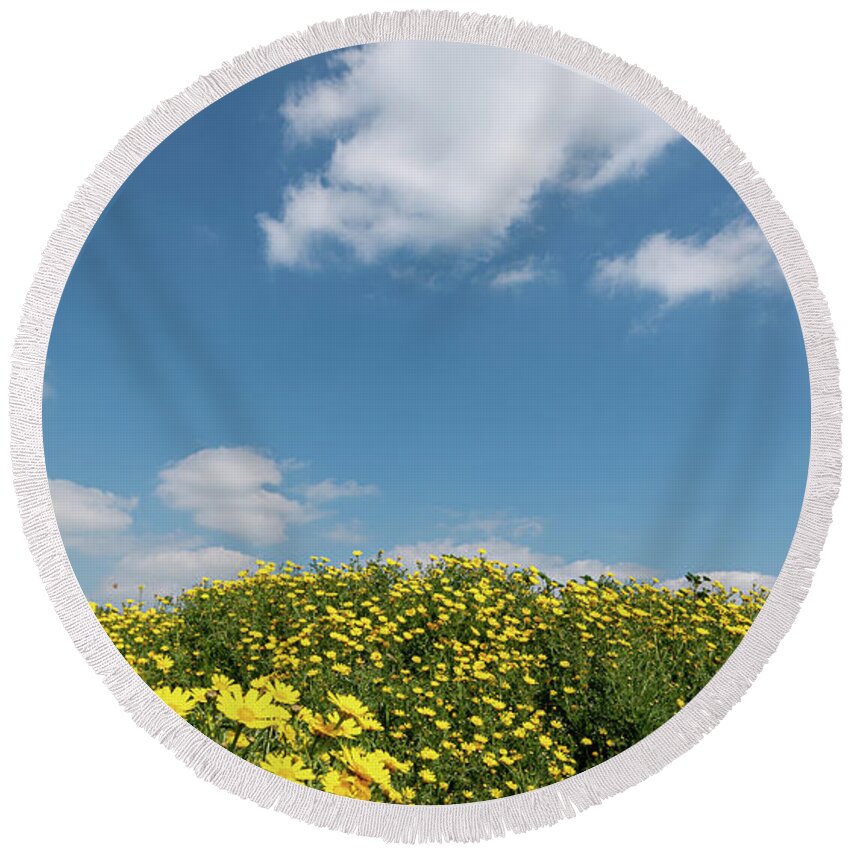 Flower Field Round Beach Towel featuring the photograph Field with yellow marguerite daisy blooming flowers against and blue cloudy sky. Spring landscape nature background by Michalakis Ppalis