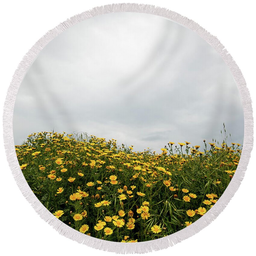 Spring Round Beach Towel featuring the photograph Field with yellow marguerite daisy blooming flowers against cloudy sky. Spring landscape nature background by Michalakis Ppalis
