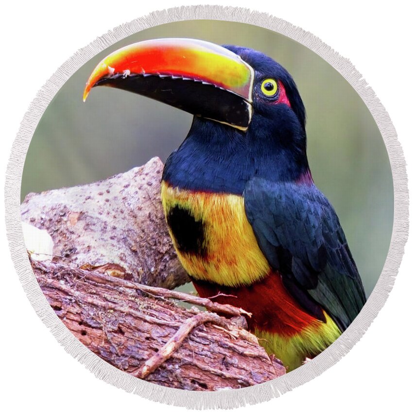 Fiery-billed Aracari Round Beach Towel featuring the photograph Fiery-billed Aracari by Tony Mills