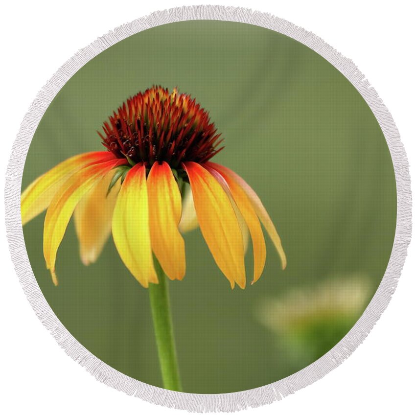 Coneflower Round Beach Towel featuring the photograph Fiery Coneflower by Lens Art Photography By Larry Trager