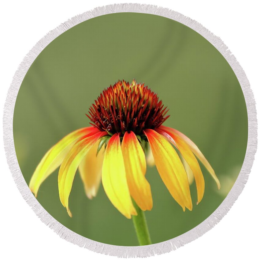 Coneflower Round Beach Towel featuring the photograph Fiesta Coneflower by Lens Art Photography By Larry Trager