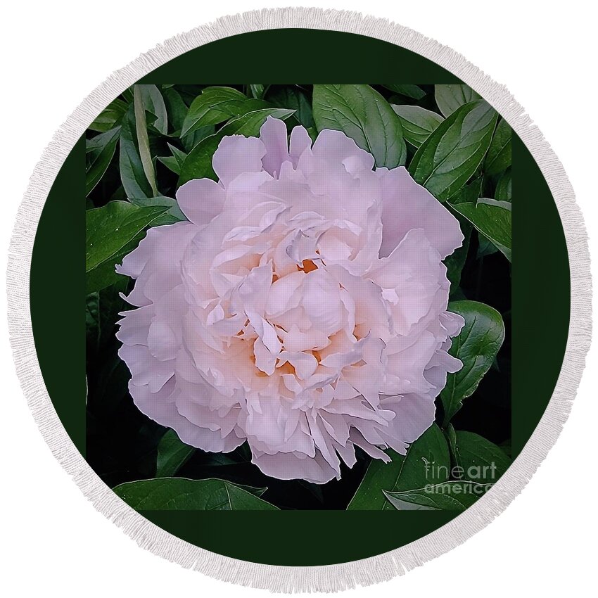Art Round Beach Towel featuring the photograph First Peony Bloom 2022 by Jeannie Rhode