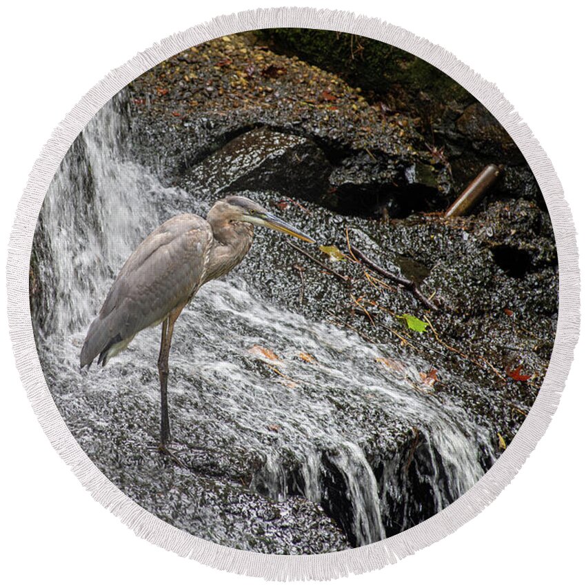 Waterfall Round Beach Towel featuring the photograph Fishing or showering by Stacy Abbott