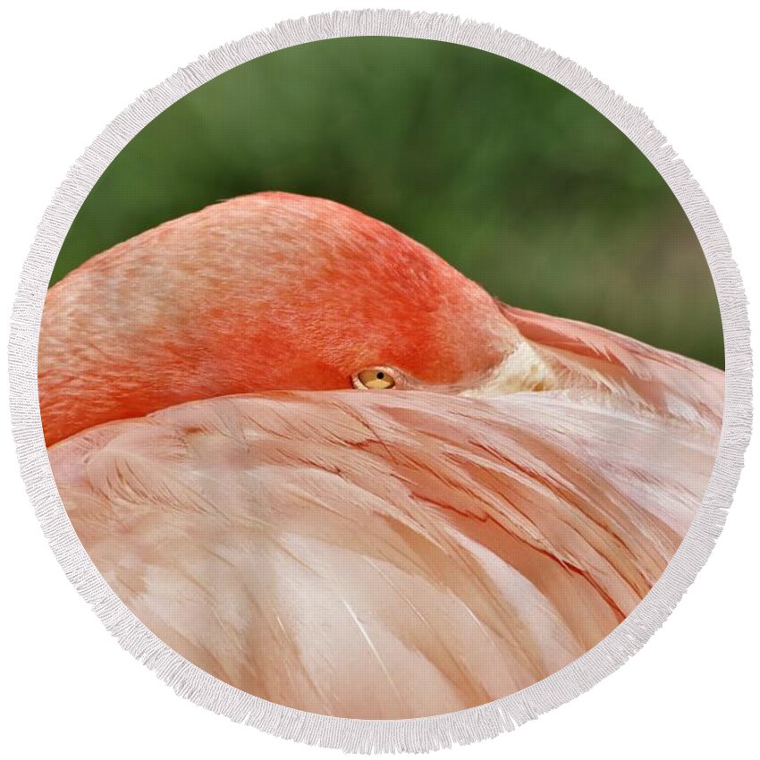Nature Round Beach Towel featuring the photograph Flamingo All Tucked In by Sheila Brown