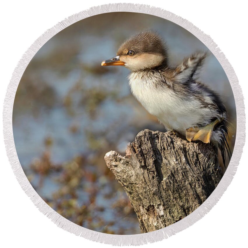 Merganser Round Beach Towel featuring the photograph Flap or Flight by Art Cole