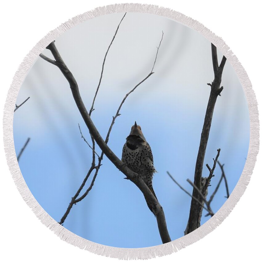 Northern Flicker Round Beach Towel featuring the photograph Flicker by Amanda R Wright