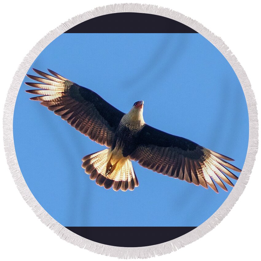 Crested Caracara Round Beach Towel featuring the photograph Flight of the Crested Caracara by Jaki Miller