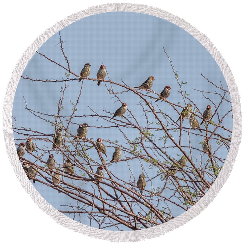 Red-headed Finch Round Beach Towel featuring the photograph Flock of Red Headed Finches Sitting in a Tree by Belinda Greb