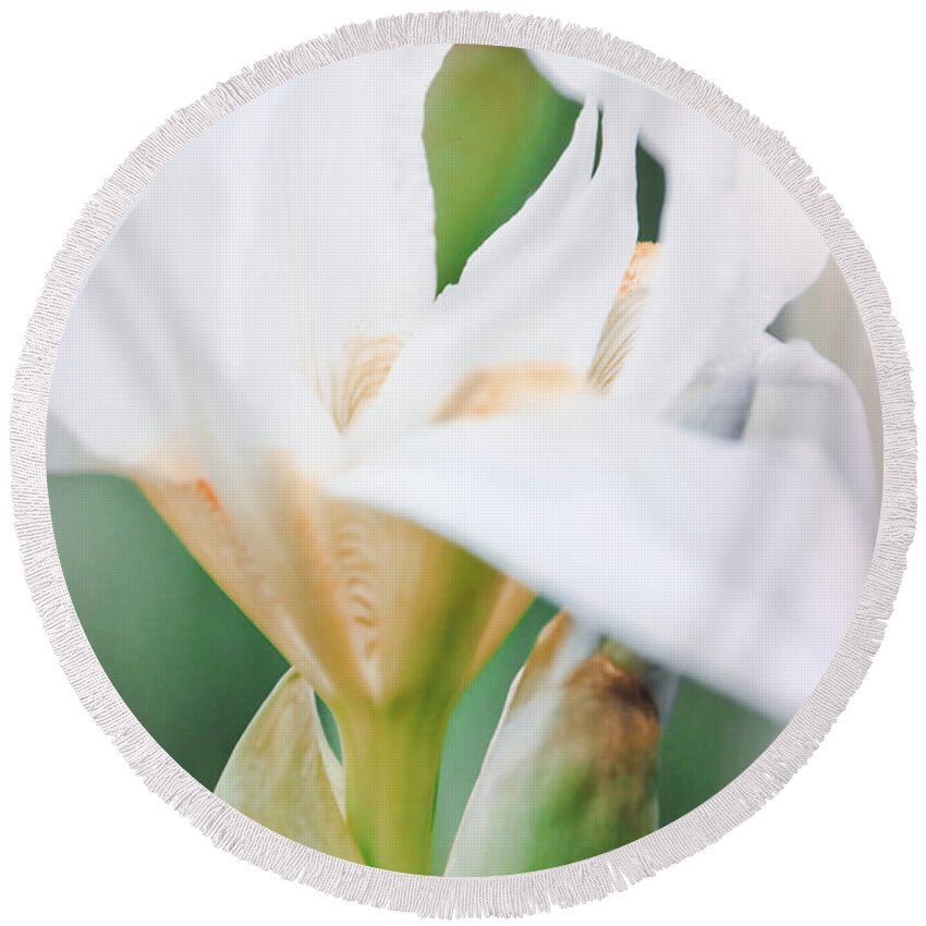 Iris Round Beach Towel featuring the photograph Floral 47 by Andrea Anderegg