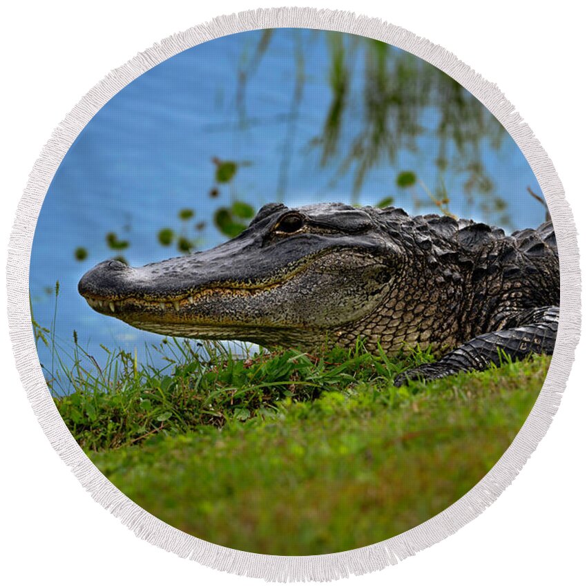 Aligator Round Beach Towel featuring the photograph Florida Gator 3 by Larry Marshall