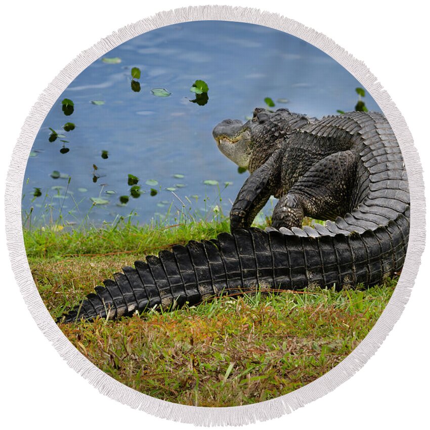 Aligator Round Beach Towel featuring the photograph Florida Gator by Larry Marshall