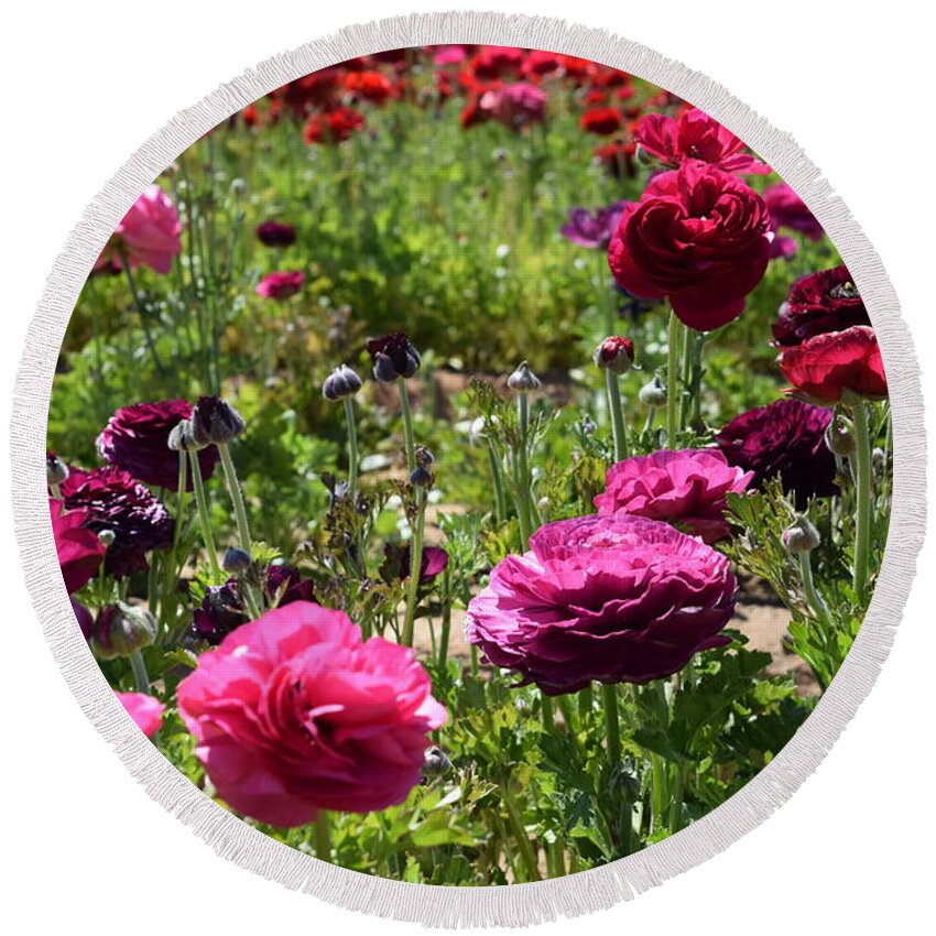 Flower Round Beach Towel featuring the photograph Purple-Pink Giant Tecolote Ranunculus flowers by Bnte Creations