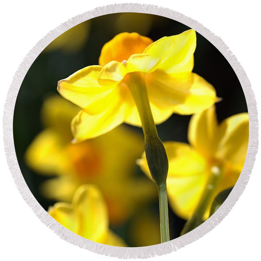 Floral Round Beach Towel featuring the photograph Flower-jonquils-bulb-yellow by Joy Watson