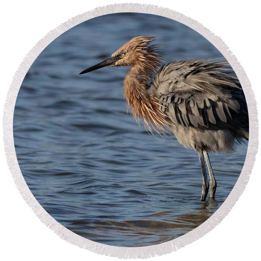 Reddish Egret Round Beach Towel featuring the photograph Fluff n Stuff by RD Allen