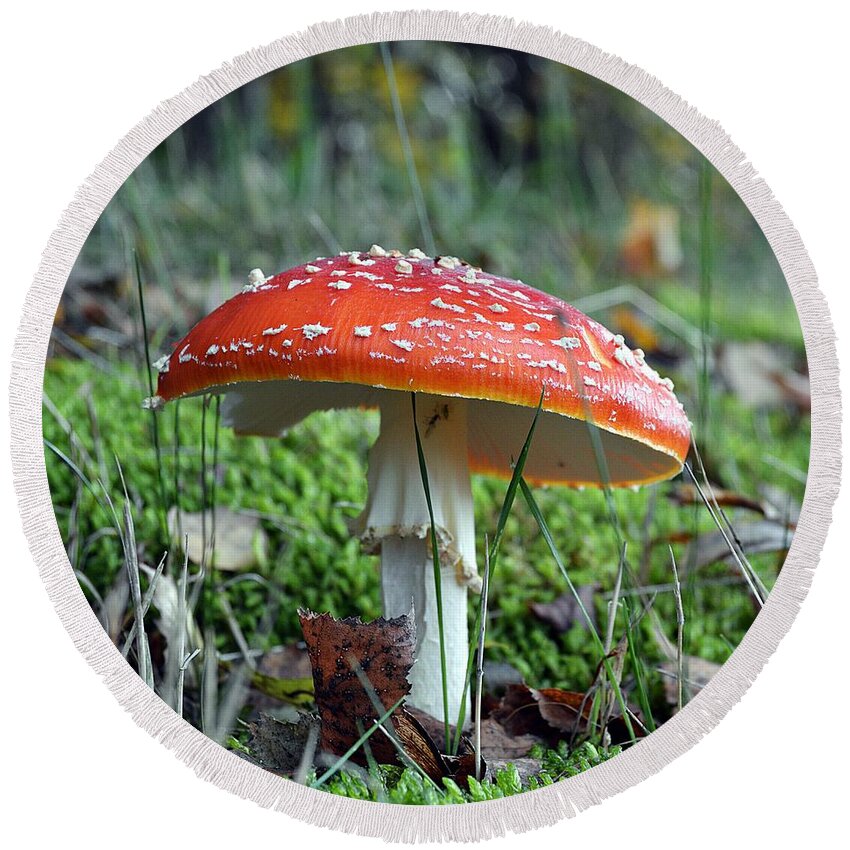 Fly Agaric Round Beach Towel featuring the photograph Fly aAgaric by Thomas Schroeder