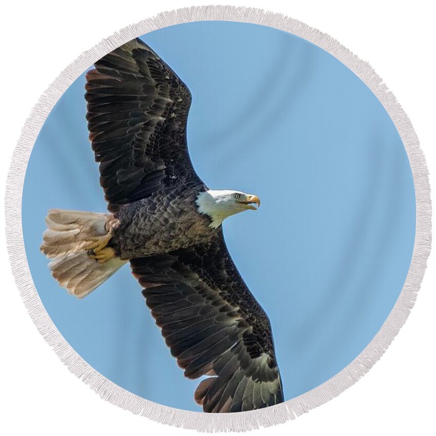Bald Eagle Round Beach Towel featuring the photograph Fly Like an Eagle by Linda Shannon Morgan
