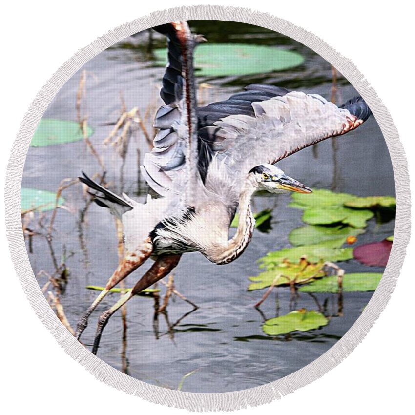 Flying Great Blue Heron Round Beach Towel featuring the photograph Flying Great Blue Heron by Philip And Robbie Bracco