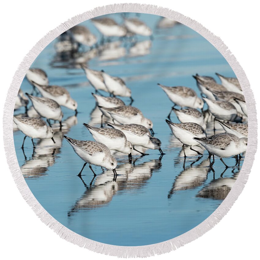 Animals Round Beach Towel featuring the photograph Foraging Sanderlings by Robert Potts