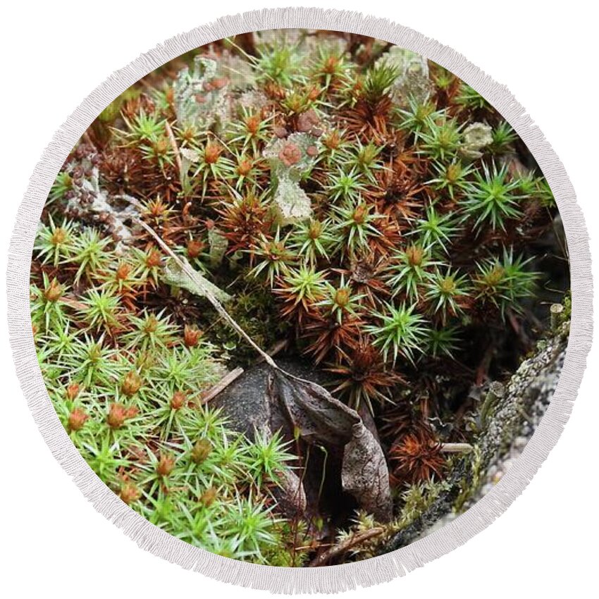 Lichen Round Beach Towel featuring the photograph Forest beauty by Nicola Finch