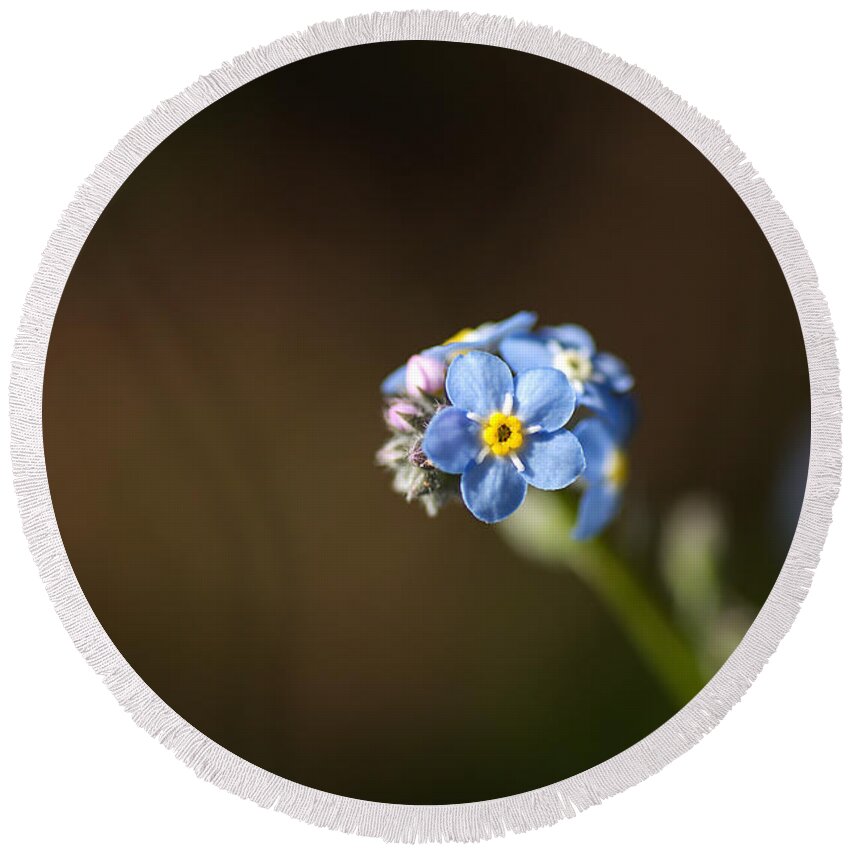 Forget Me Not Cluster Round Beach Towel featuring the photograph Forget Me Not Cluster by Joy Watson