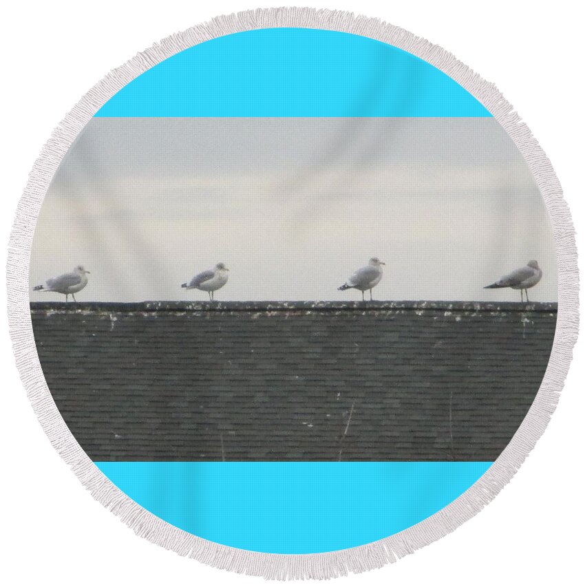 Seagulls Round Beach Towel featuring the photograph The Four Seagulls of the Apocalypse by Thomas Dans