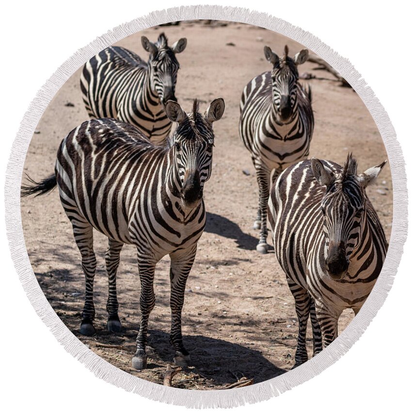 Sedona Round Beach Towel featuring the photograph Four Zebras by Al Judge