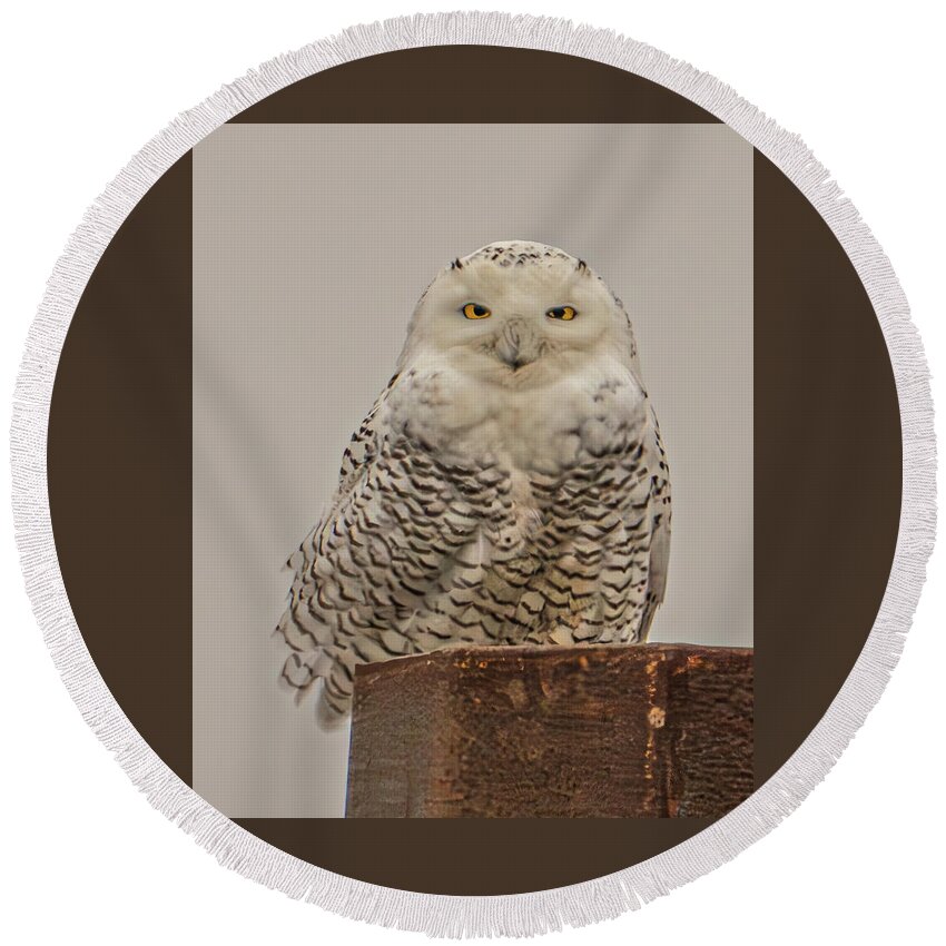 Owl Round Beach Towel featuring the photograph Fredrick 5 by Paul Brooks