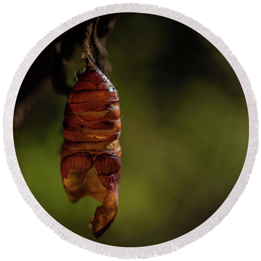 Chrysalis Round Beach Towel featuring the photograph Freedom by Linda Howes