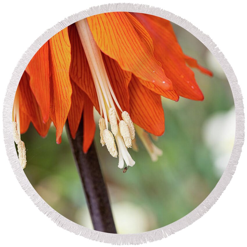 Blossoms Round Beach Towel featuring the photograph Fritillaria in Spring by Marilyn Cornwell