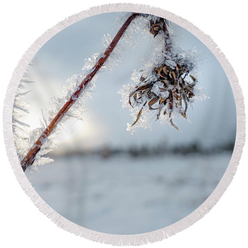 Frost Round Beach Towel featuring the photograph Frost On A Winter Annual by Karen Rispin