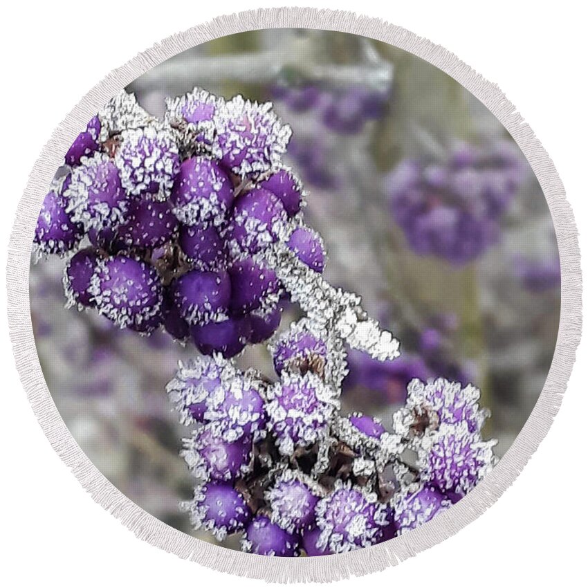Beautyberry Round Beach Towel featuring the photograph Frosted Beautyberry by Nina Ficur Feenan