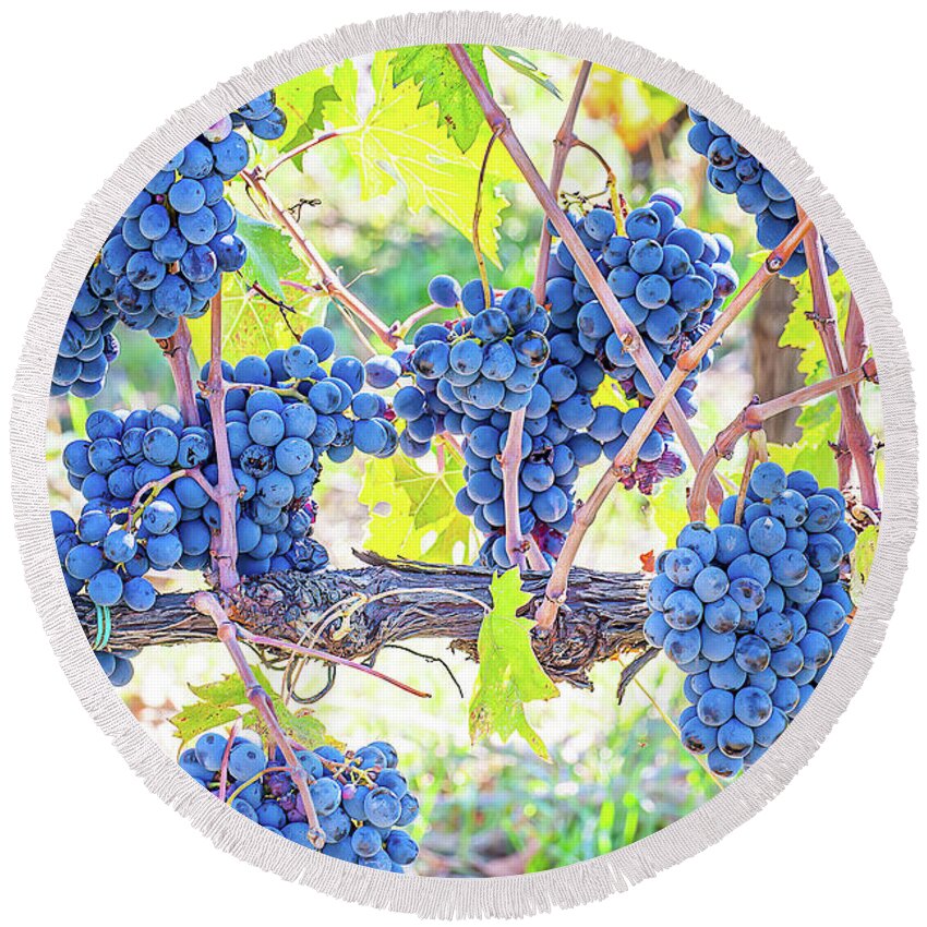 Grapevines Round Beach Towel featuring the photograph Fruit of the Vine by Marla Brown