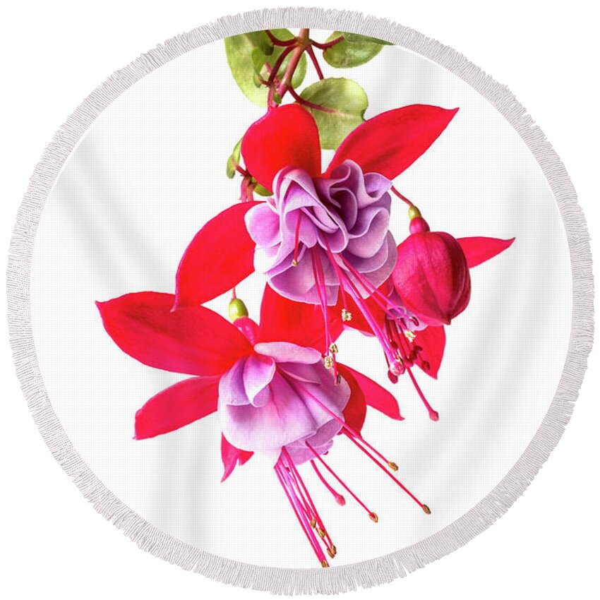 Fuchsia Round Beach Towel featuring the photograph Fuchsia Cluster #5 by Patti Deters
