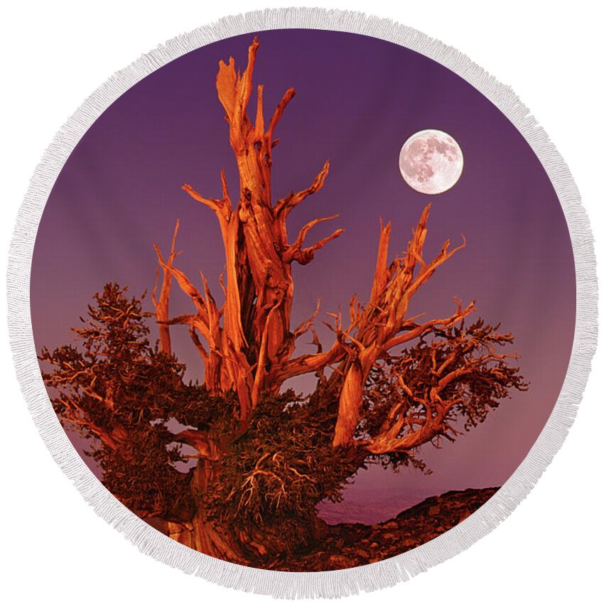 Dave Welling Round Beach Towel featuring the photograph Full Moon Bristlecone Pine White Mountains California by Dave Welling