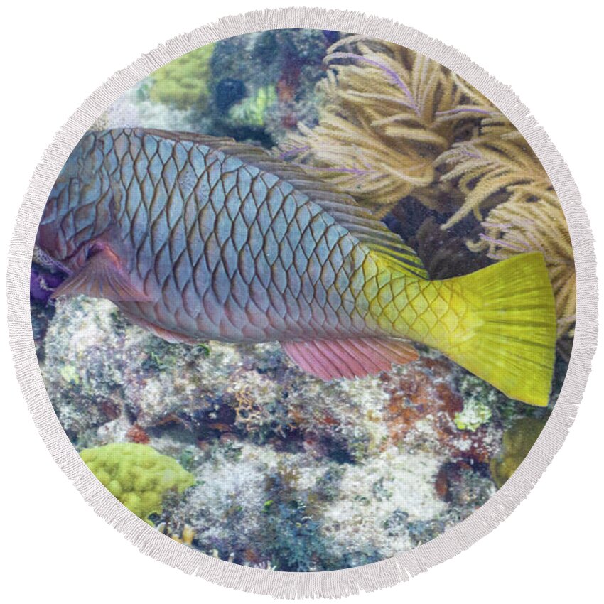 Fish Round Beach Towel featuring the photograph Fully Armored by Lynne Browne