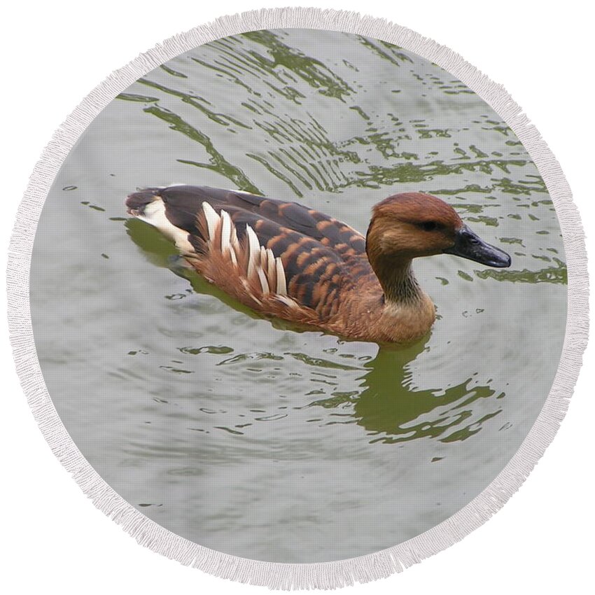Audubon Zoo Round Beach Towel featuring the photograph Fulvous Whistling Duck by Heather E Harman