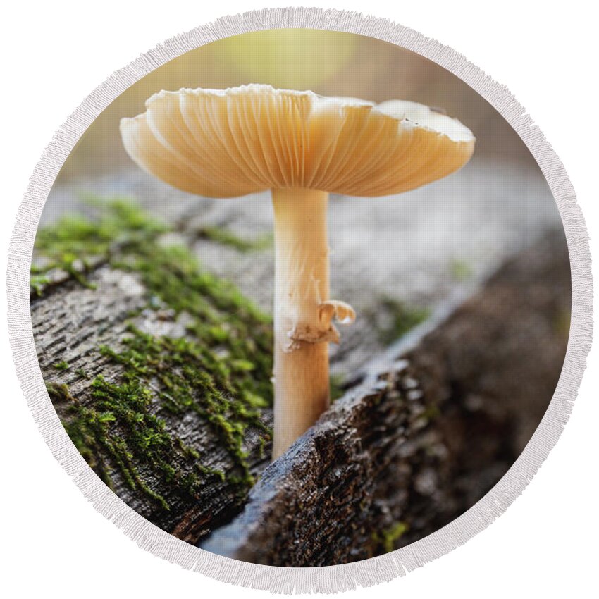 Fungus Round Beach Towel featuring the photograph Fun Guy Log by Grant Twiss