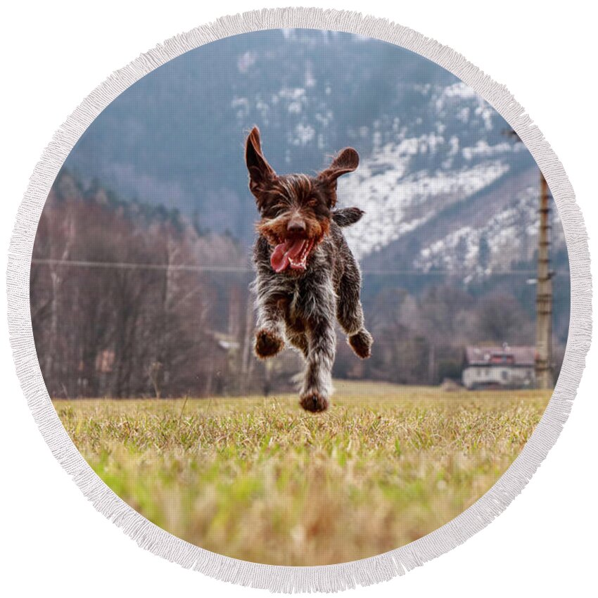 Bohemian Wire Round Beach Towel featuring the photograph Funy face of bitch Hound- Bohemian Wire Haired Pointing Griffon by Vaclav Sonnek