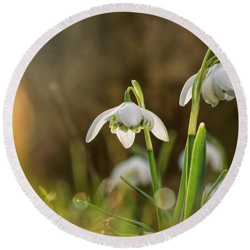 Galanthus Nivalis Round Beach Towel featuring the photograph Galanthus Nivalis grows on garden and shoot in backlight. Yellow backlight. Sunshine on leaves. Spring flower. First beauty after winter by Vaclav Sonnek