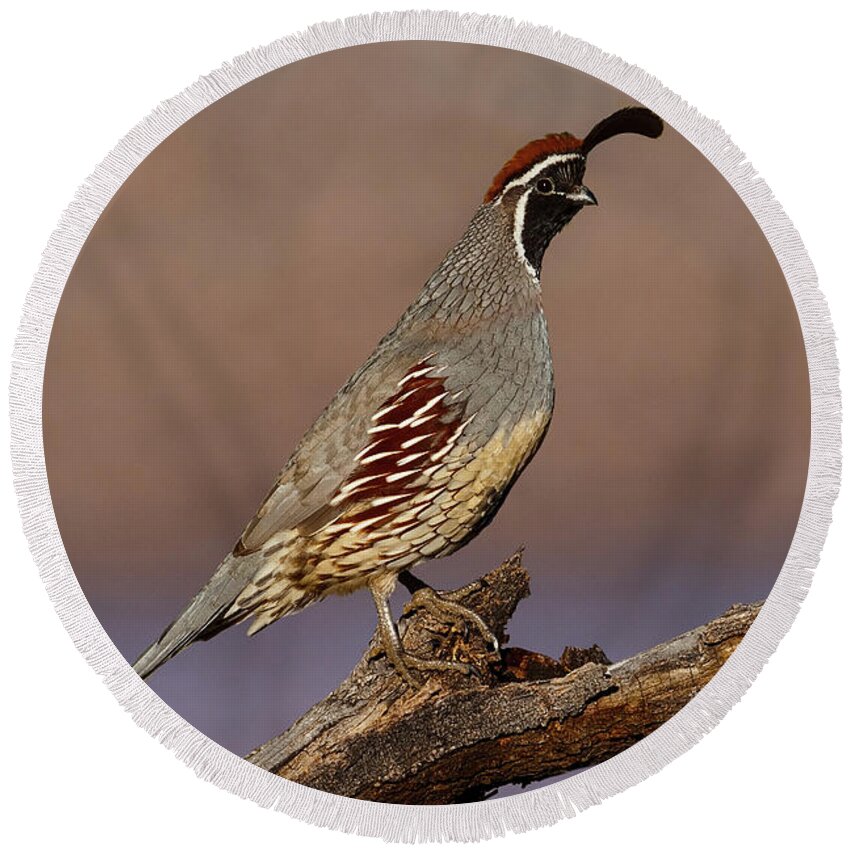 Animal Round Beach Towel featuring the photograph Gambel's Quail Perched on a Branch by Jeff Goulden