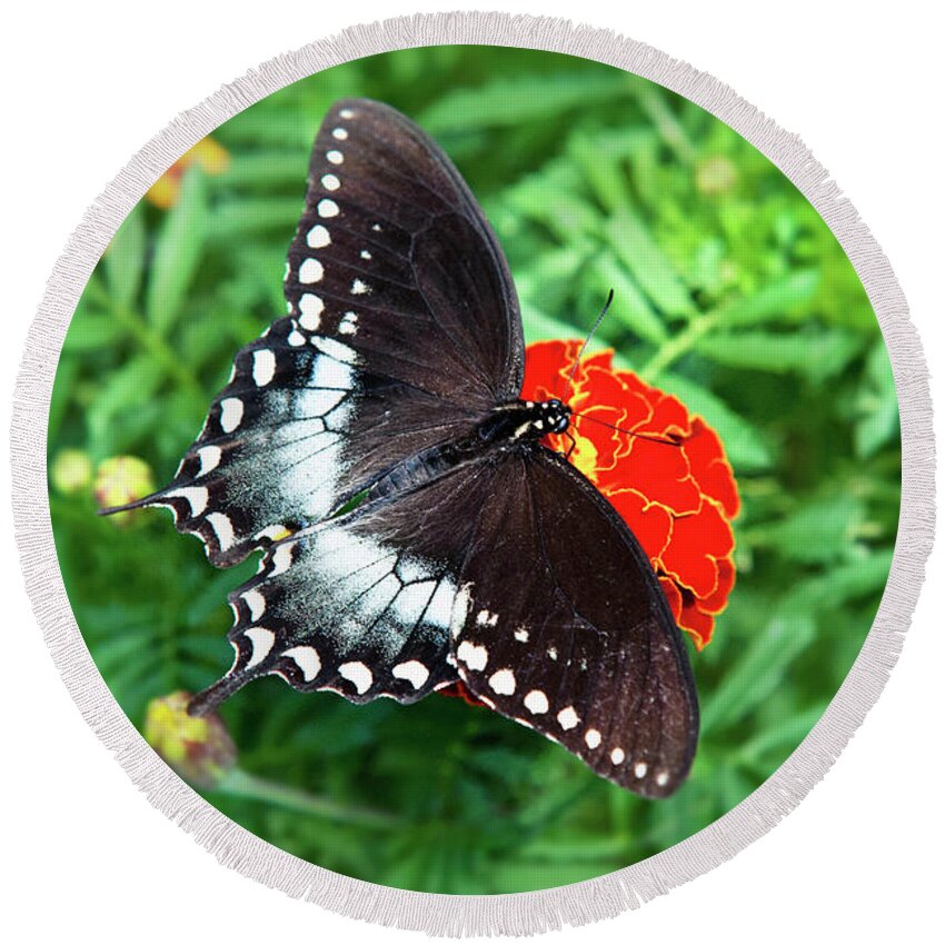 Butterfly Round Beach Towel featuring the photograph Garden Spice Butterfly by Christina Rollo