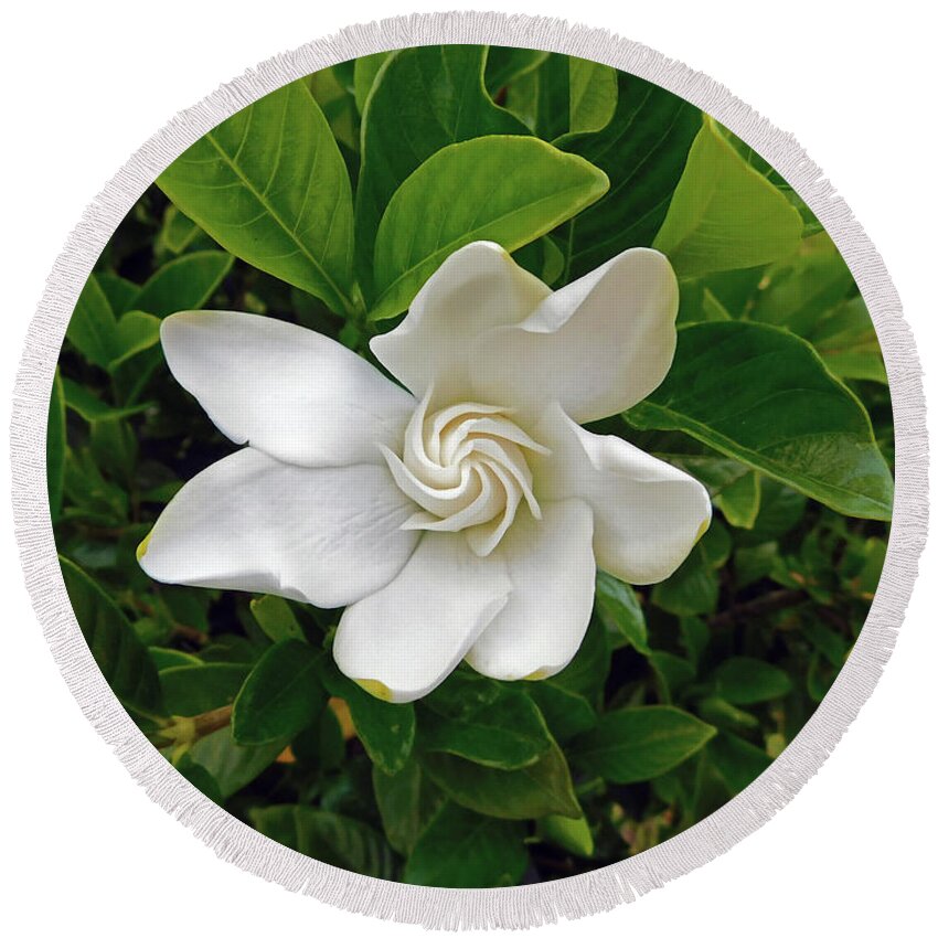 Flower Round Beach Towel featuring the photograph Gardenia Bloom by Carl Moore