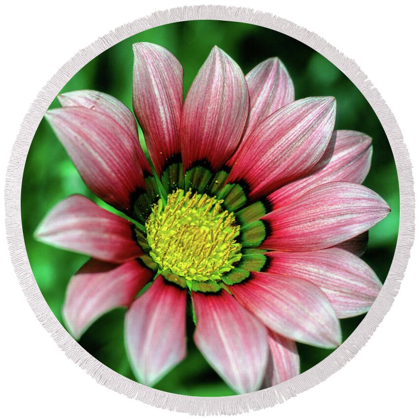 Gazania Round Beach Towel featuring the photograph Gazania Blossom by William Kuta