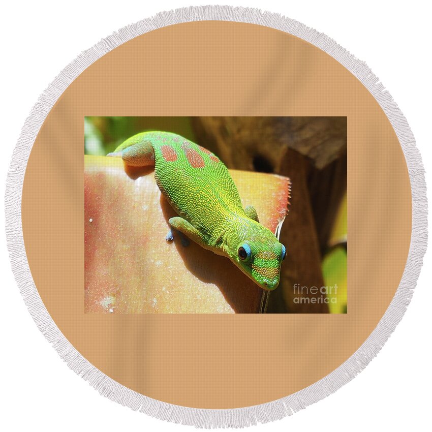 Gecko Round Beach Towel featuring the photograph Gecko by Adrienne Franklin