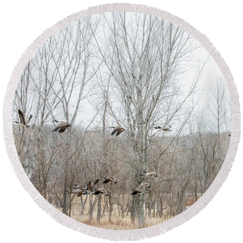  Round Beach Towel featuring the photograph Geese 1 by Wendy Carrington